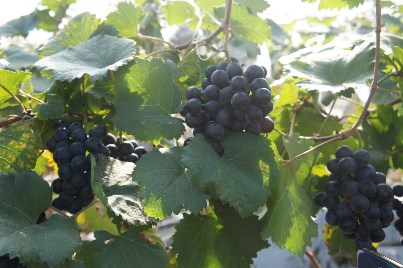 A picture containing fruit, grape, tree, outdoorDescription automatically generated