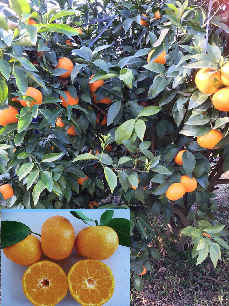 Oranges growing on a treeDescription automatically generated