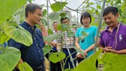 Tập huấn ứng dụng công nghệ cao trong sản xuất cây trồng theo chuỗi giá trị thích ứng với biến đổi khí hậu tại tỉnh Hà Giang